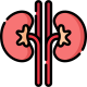 kidney