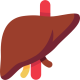 Liver